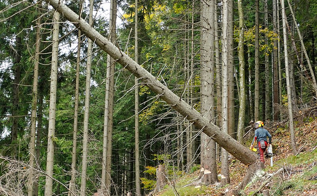 Eine funktionierende Holzwirtschaft hilft der Umwelt wesentlich mehr als weitere komplizierte EU-Verrordnungen, die die Wirtschaft lähmen.