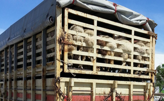 Freiheitliche Forderung für weniger Leid bei Tiertransporten in der EU teilweise erfüllt!