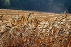 Österreichs Getreide unterliegt strengen Umweltschutz- und Qualitäts-Bestimmungen - ganz im Gegenteil von Importen aus der Ukraine.