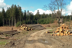 Holz ist wichtiger Bestandteil erneuerbarer Energie und für Bauern eine existenzielle Einkommensquelle.