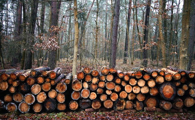 FPÖ weist seit Jahren auf verheerende Lage im Forstbereich hin - 