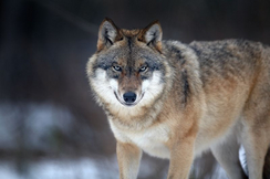 Die steigende Wolfpopulation in Österreich bedroht die Existenz der Almbauern.