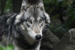 Wolfs-Problematik: Rechtsgutachten zur FFH-Richtlinie wird Fall fürs Parlament!