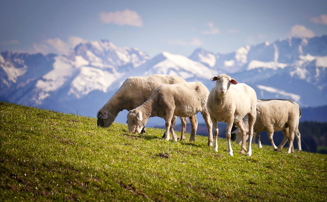Wolf-„Entnahme“: Maßnahme vom Land Tirol ist lediglich eine Beruhigungspille für die geplagten Schafbauern!