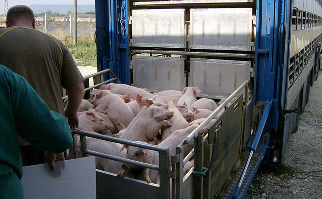 Tiertransporte sollen nur noch zwischen Bauernhöfen und dem nächstgelegenen Schlachthof stattfinden dürfen, fordert die FPÖ.