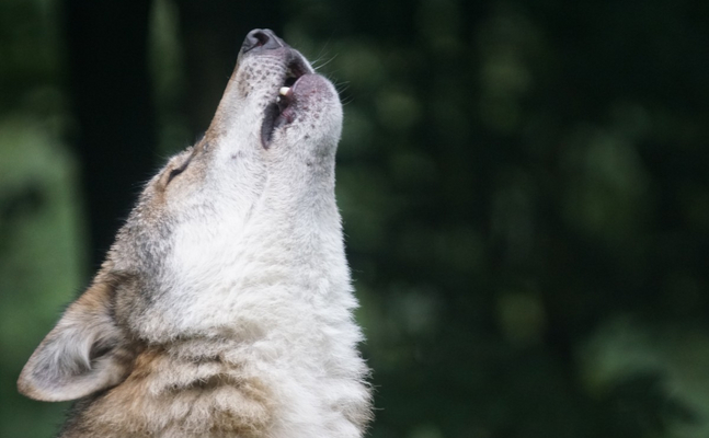 Massive Zunahme der Wolfs-Population erfordert dringend neue EU-Regelung.