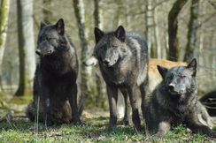 FPÖ fordert verstärkten Schutz der Menschen vor Wolfs-Angriffen.